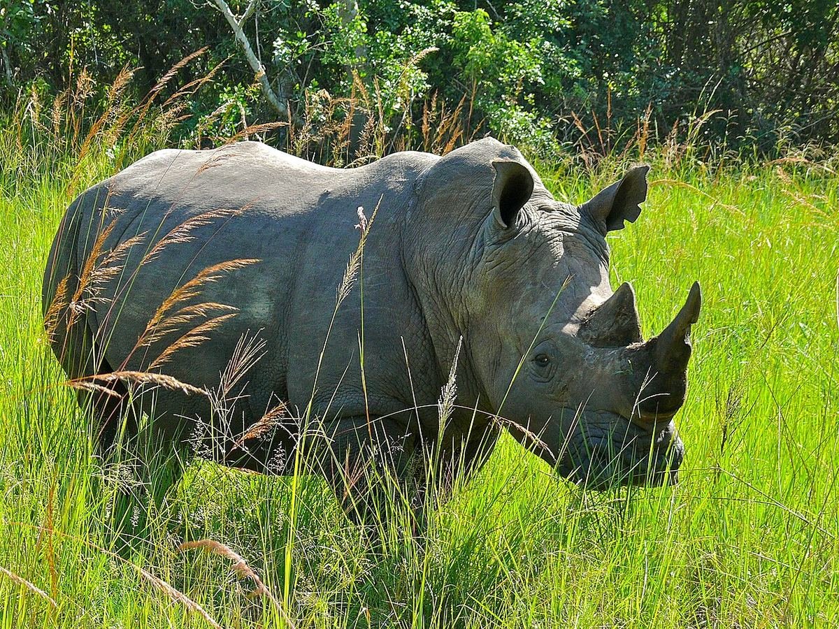A southern white rhino in long grass at Ziwa Rhino Sanctuary, where Ajai’s rhinos came from