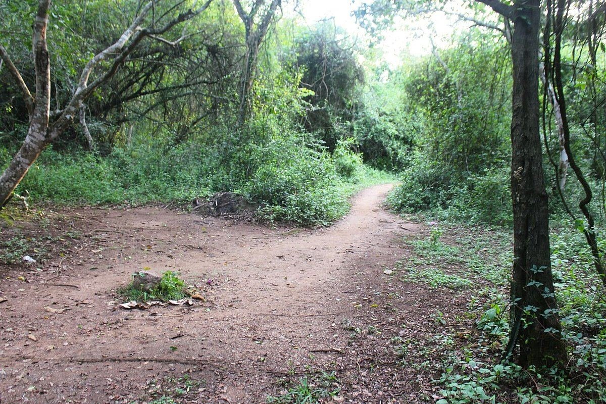 A dirt path winding through bush and trees at the entrance to Bigo bya Mugyenyi