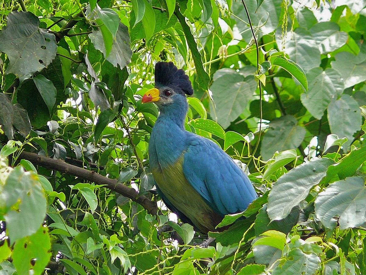 Great blue turaco perched among green leaves at Bigodi Wetland Sanctuary, Uganda