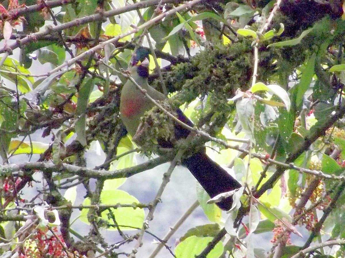 Rwenzori turaco perched in a mossy tree in Rwenzori Mountains National Park, Uganda