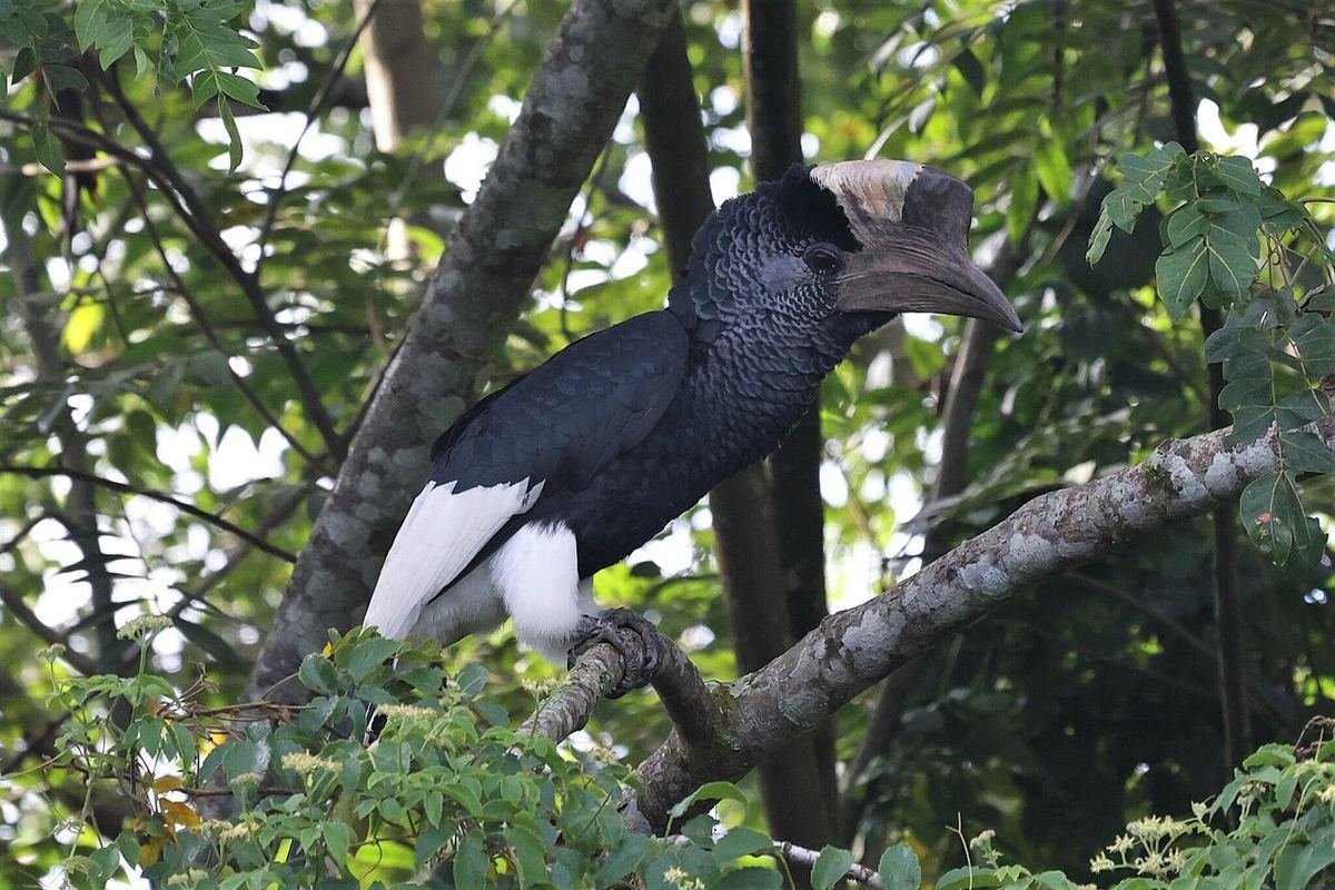 Black-and-white-casqued hornbill perched on a branch, showing its large pale-topped casque and white wing patch
