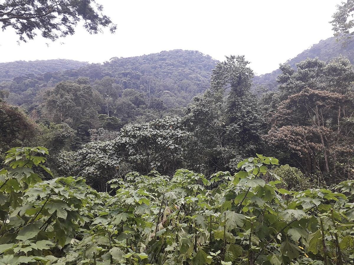 Forested hills of Bwindi Impenetrable National Park seen from Buhoma