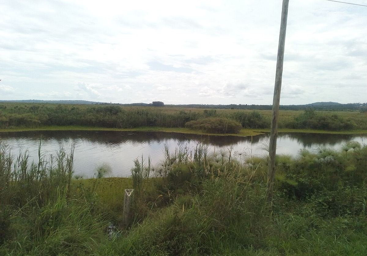 The Katonga River wetland with reeds and open water, seen from near the Kampala–Masaka highway