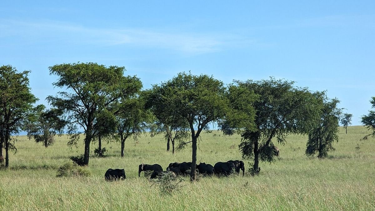 A herd of elephants among acacia trees on the grassy plains of Kidepo Valley National Park