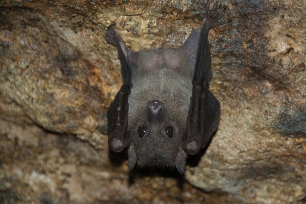 An Egyptian fruit bat hanging from a rock face in Uganda