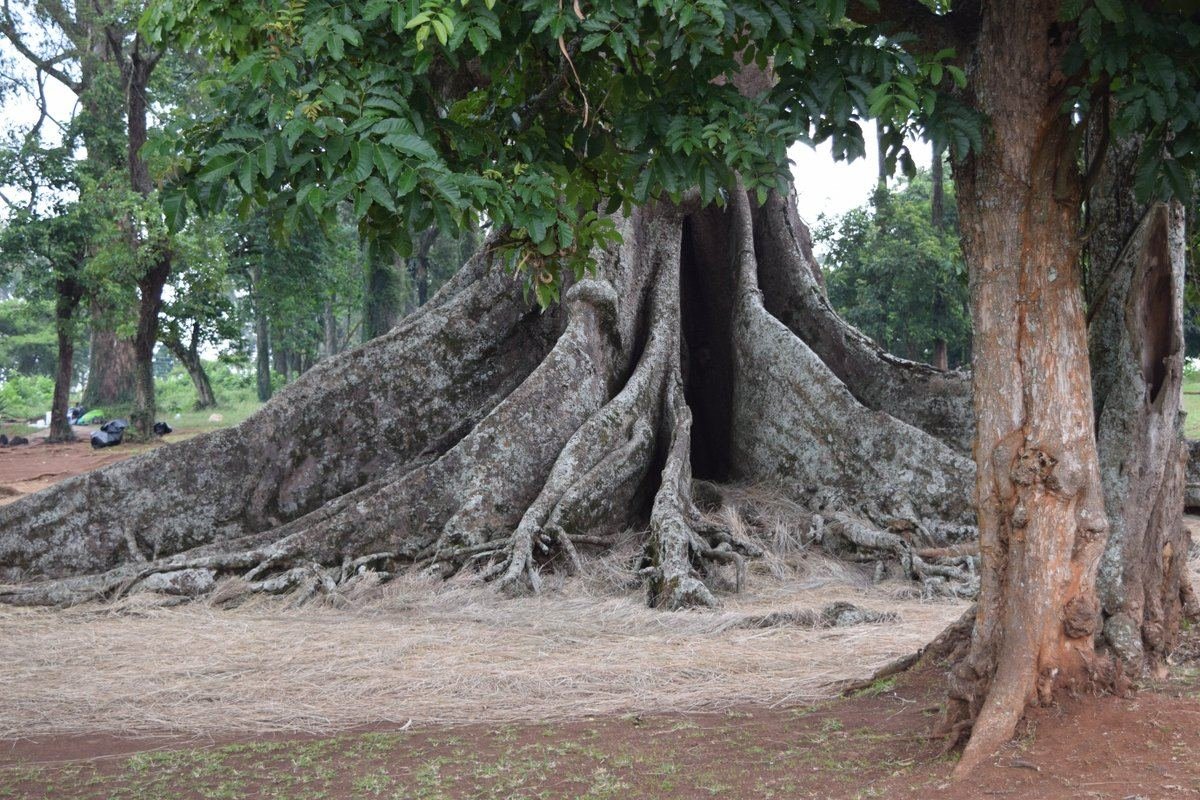 The huge buttress roots of the Nakayima tree on Mubende hill, with another large trunk beside it