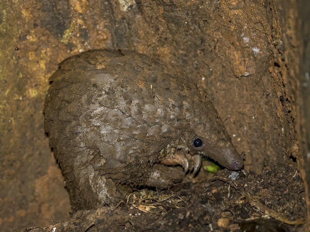 A white-bellied (tree) pangolin at the base of a tree trunk in a West African forest at night
