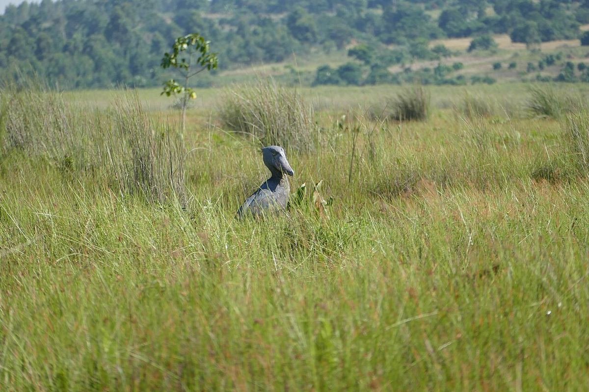 Shoebill standing in tall grass in the Mabamba wetland near Entebbe, Uganda
