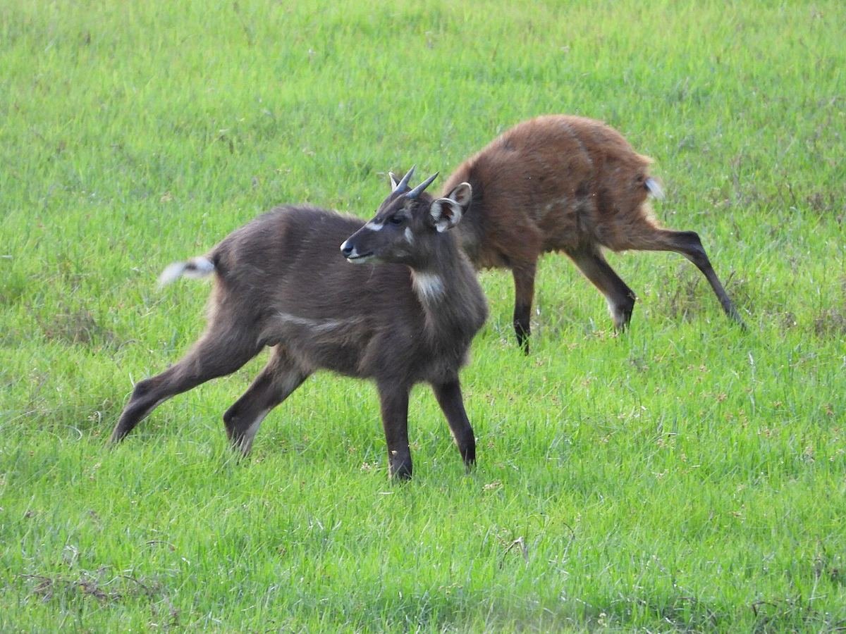 A young male and a female sitatunga in wet grassland in Zambia