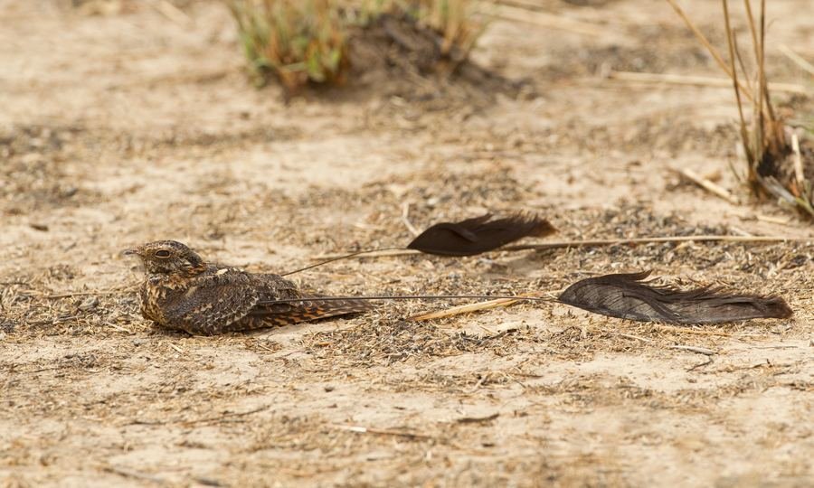 Male standard-winged nightjar resting on bare ground, its two long wing standards trailing behind it