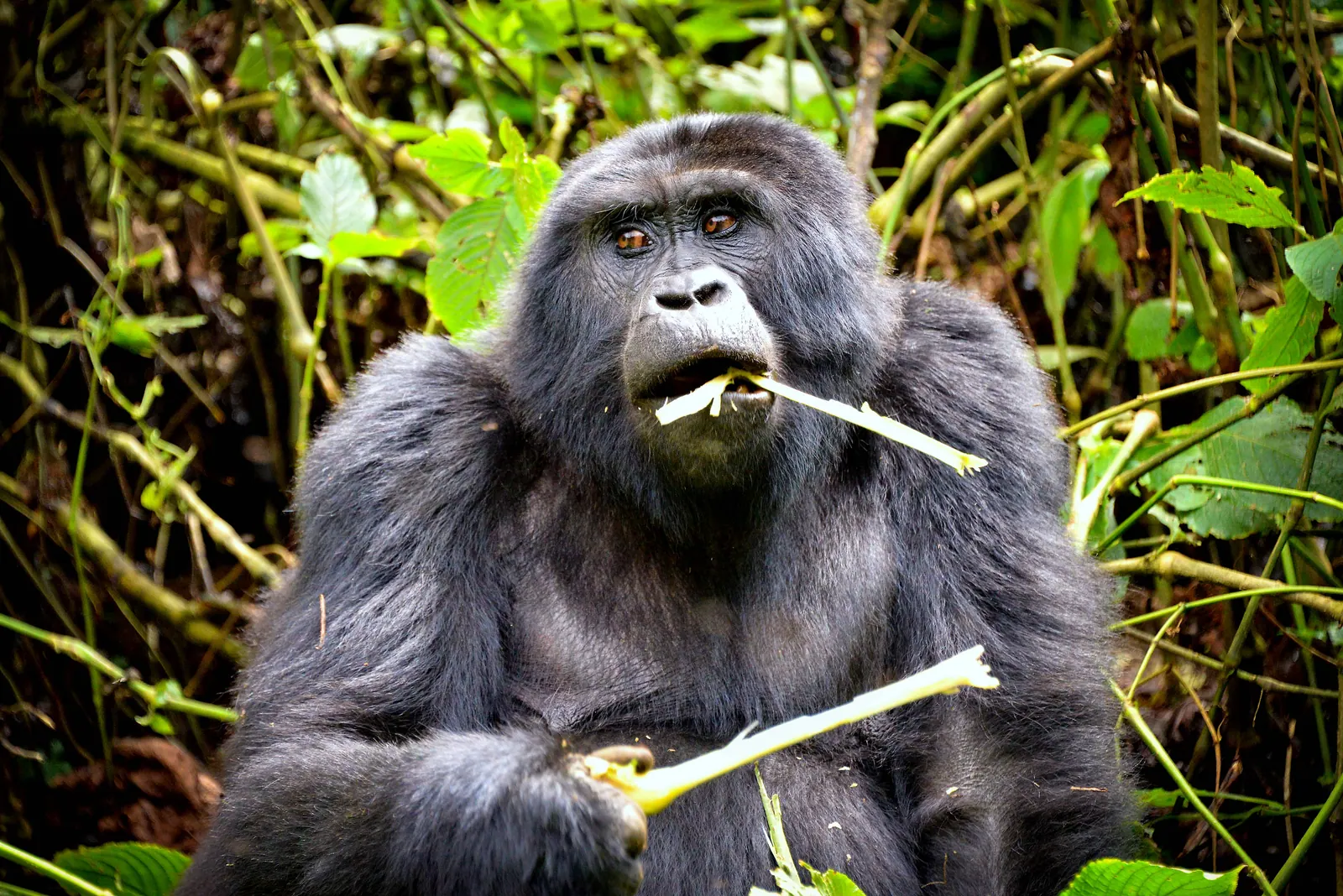 A mountain gorilla feeding on a stem in Bwindi Impenetrable Forest, Uganda