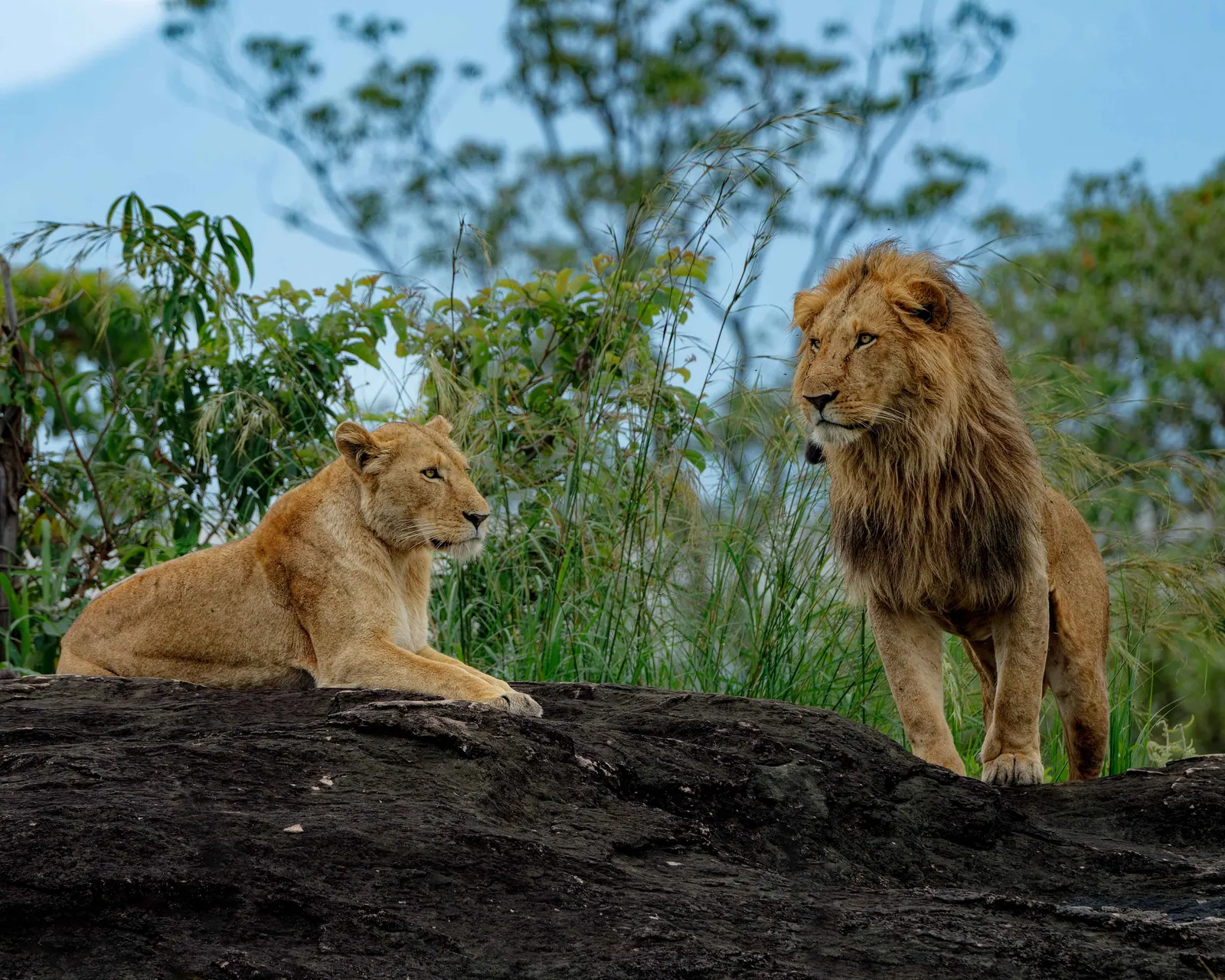 A lion and lioness on a rock outcrop in Kidepo Valley