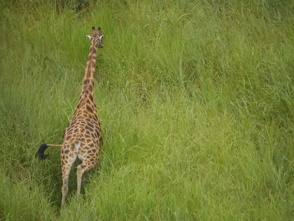 Giraffe in the tall grass of Garamba National Park