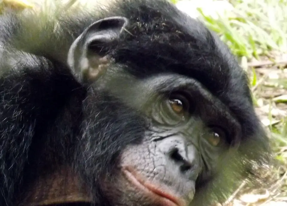 A bonobo, the great ape found only in DR Congo's forests such as Salonga