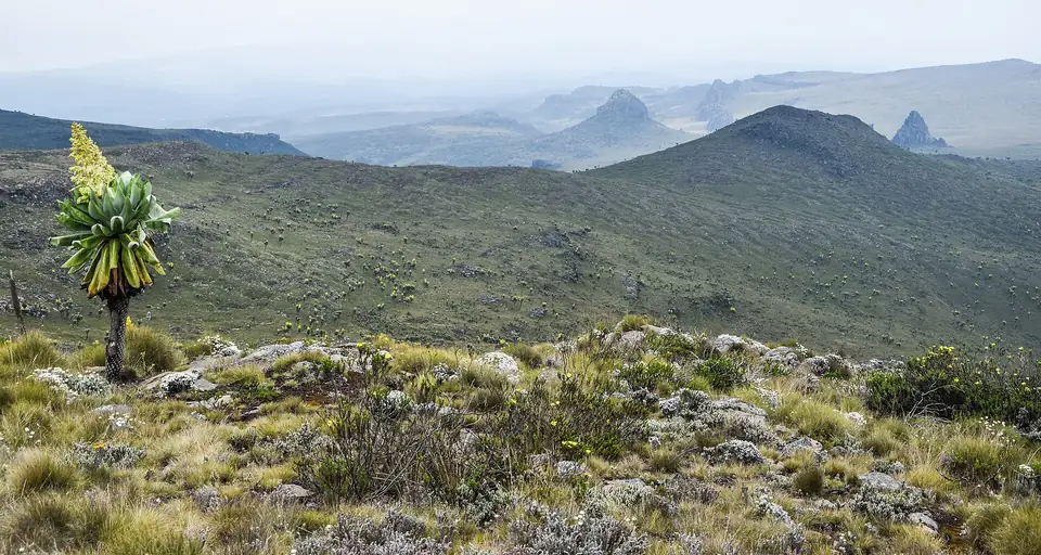 Moorland in Aberdare National Park