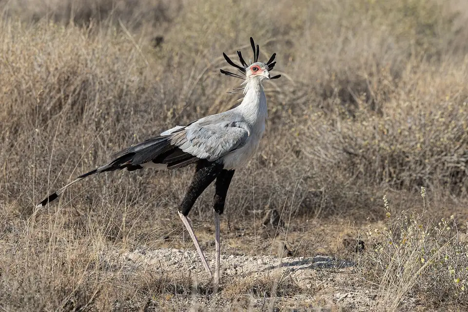 Secretary bird hunting in Buffalo Springs National Reserve