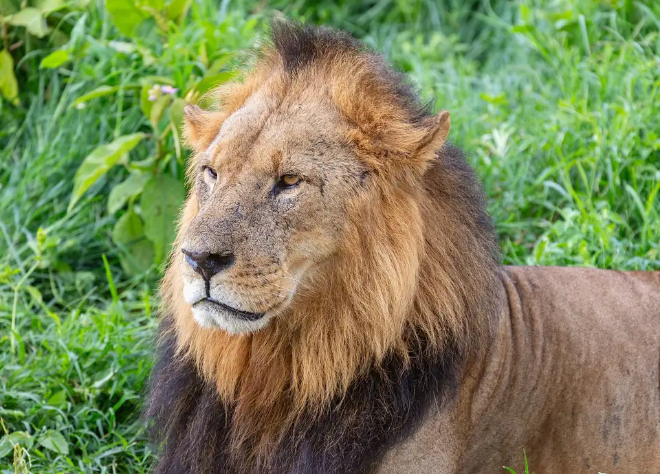 Male lion in Lake Nakuru National Park