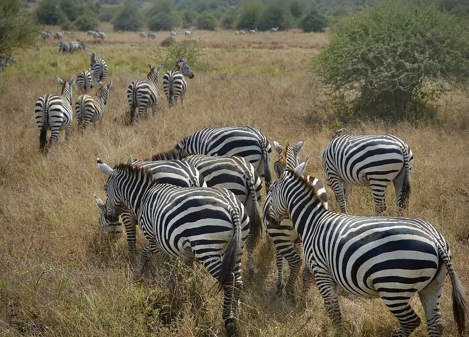 Zebras grazing in Nairobi National Park