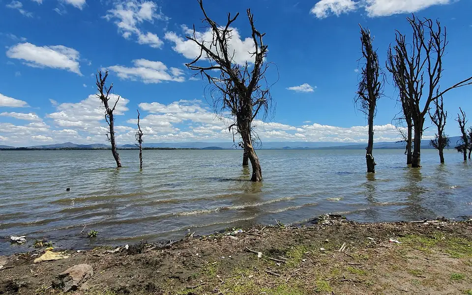Drowned trees standing in Lake Naivasha