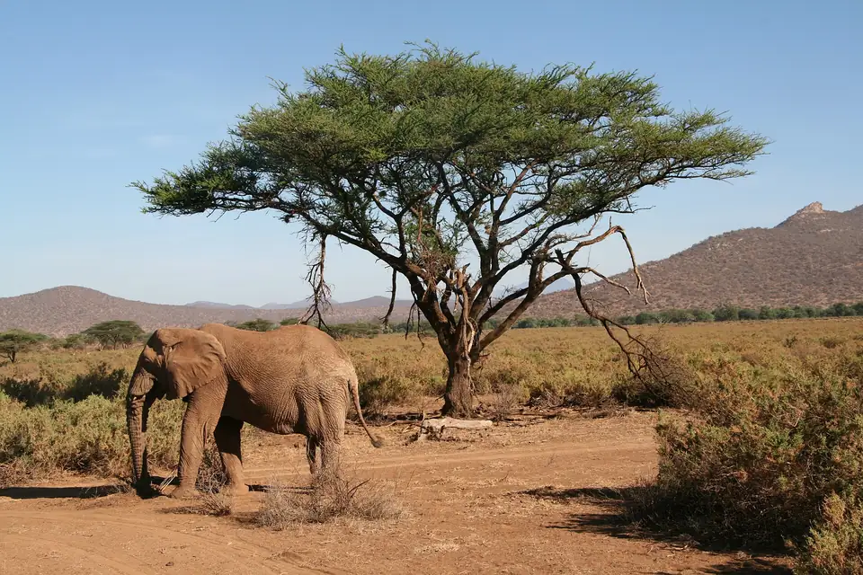 Elephant and acacia in Samburu National Reserve