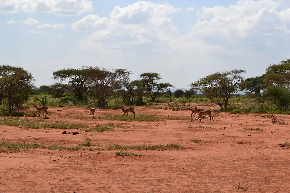 Impala on the red earth at the edge of Tsavo West
