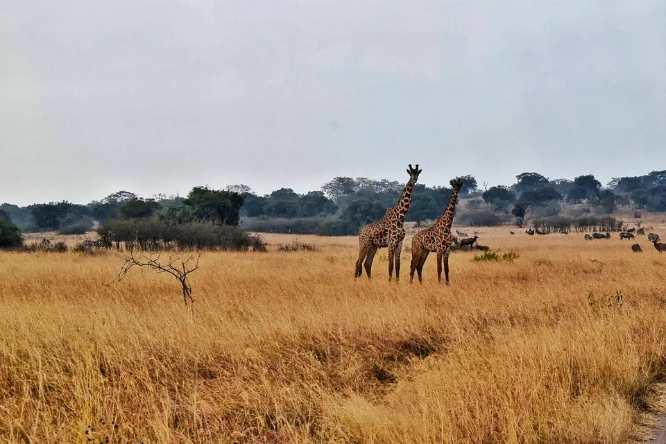 Giraffes in the grassland of Akagera National Park