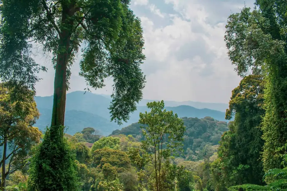 View over the rainforest of Nyungwe National Park