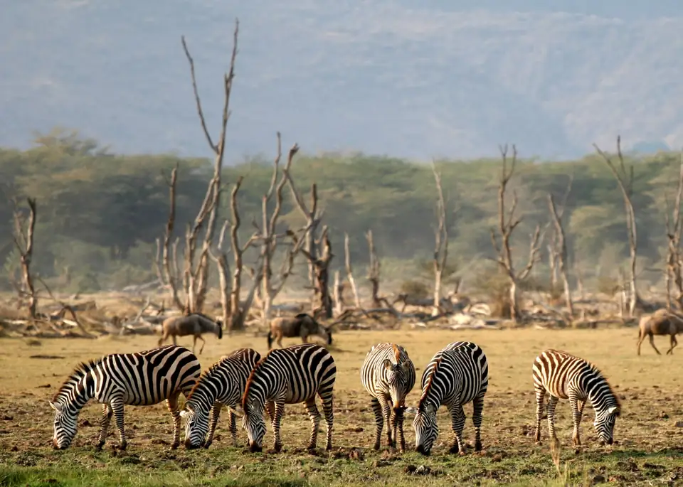 Zebras near the lakeshore in Lake Manyara National Park