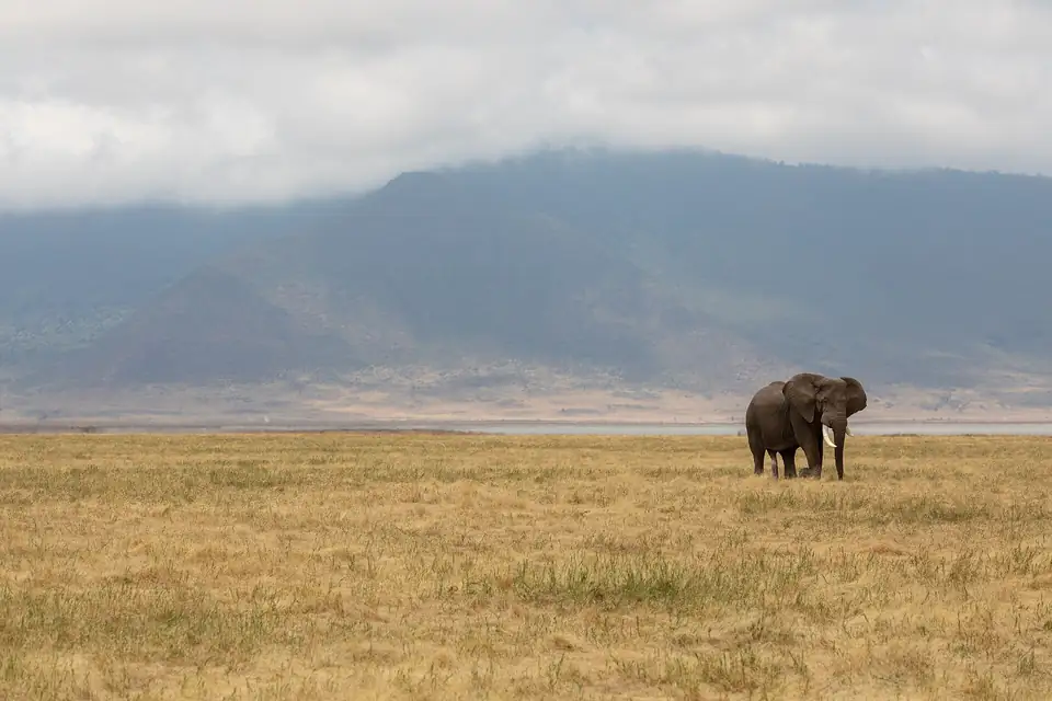 Elephant on the grassland of the Ngorongoro Conservation Area