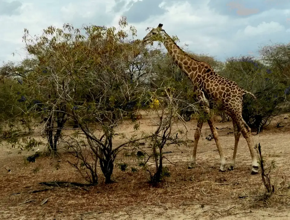 Giraffe browsing in Nyerere National Park