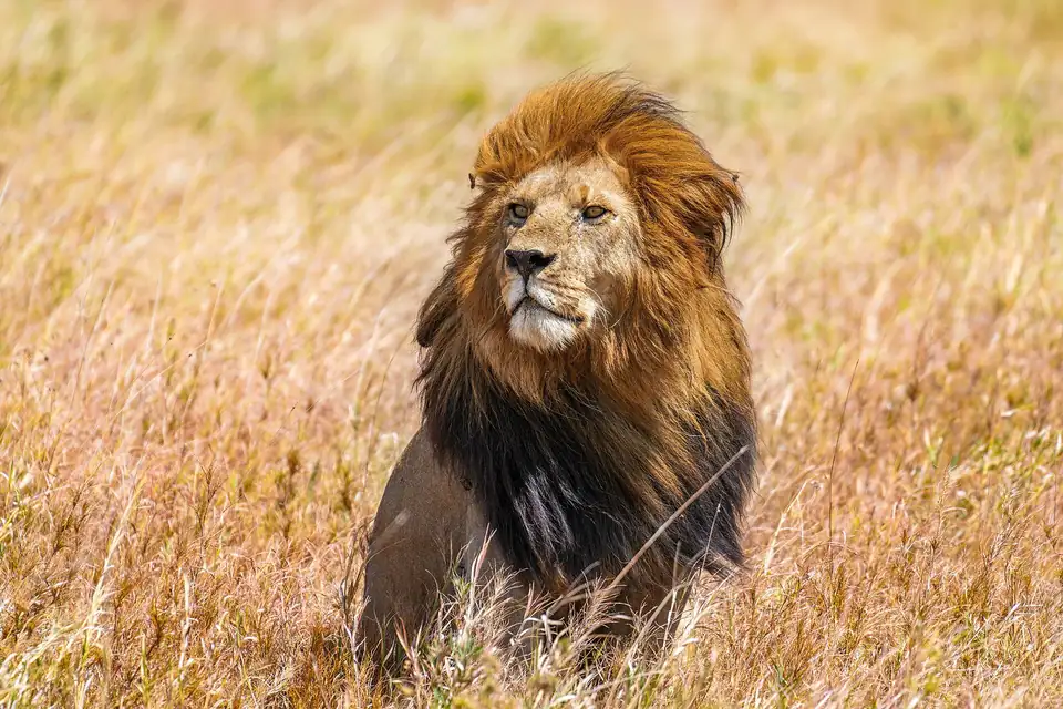 Male lion in the grass of the Serengeti