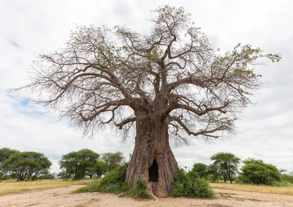 A huge baobab tree in Tarangire National Park