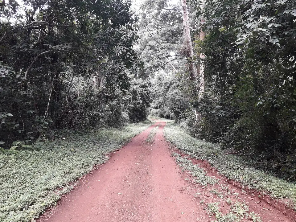 Red dirt road through the tall trees of Budongo Forest