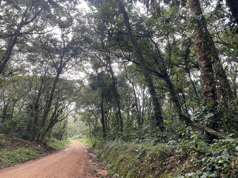 Forest track through Kalinzu Forest Reserve