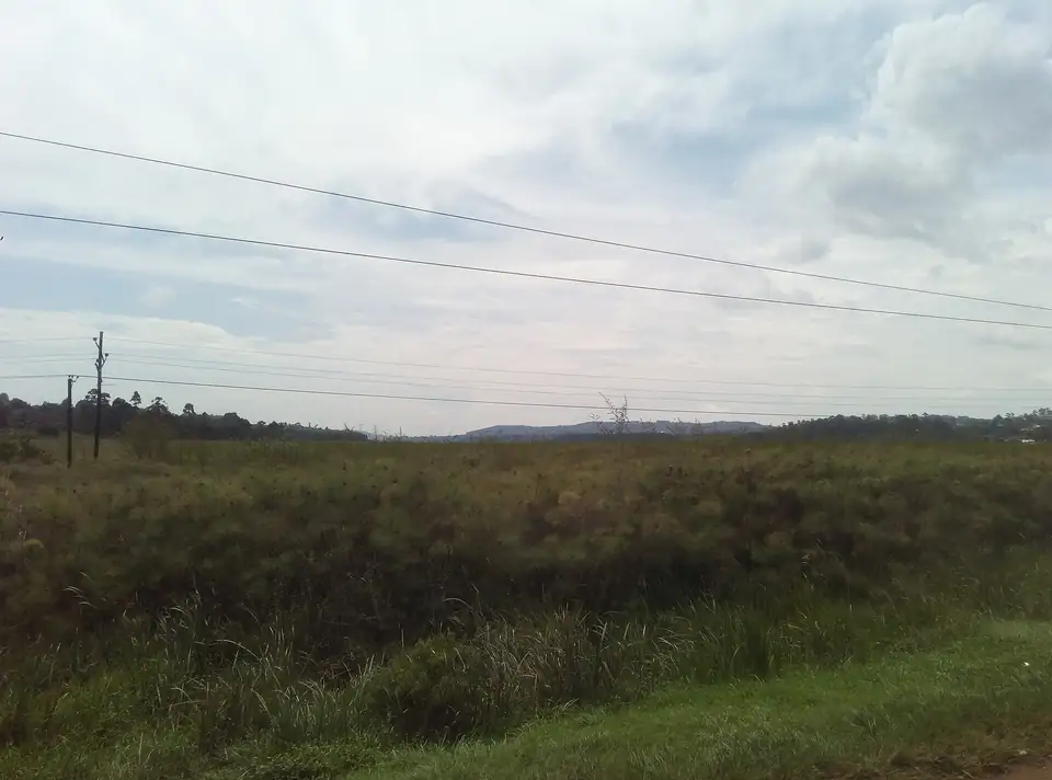 Swamp along the Katonga River