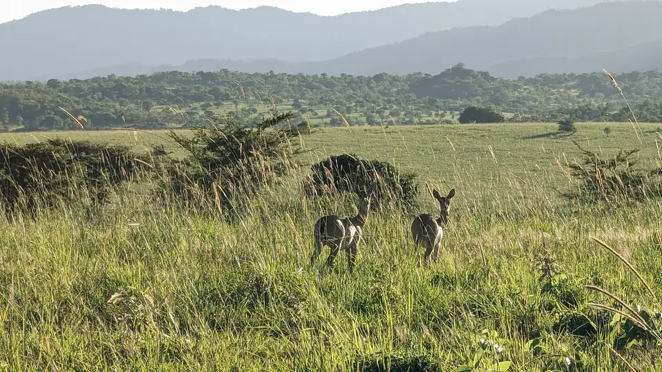 Antelope on the open plains of Kidepo Valley National Park