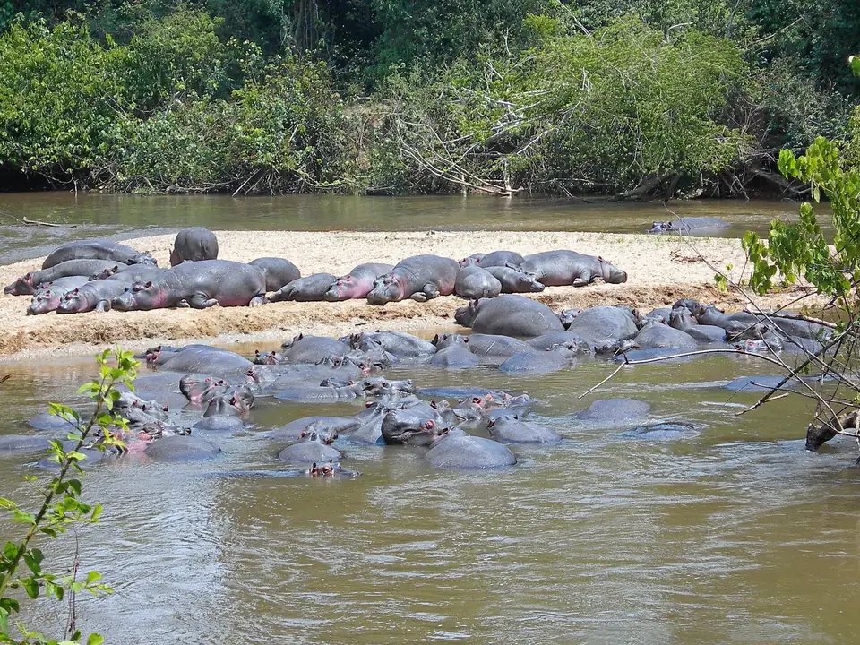 Hippos in the river near Kigezi Wildlife Reserve and Queen Elizabeth National Park