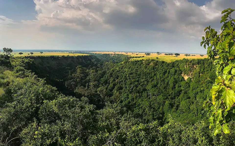 The forested Kyambura Gorge cutting through the savanna