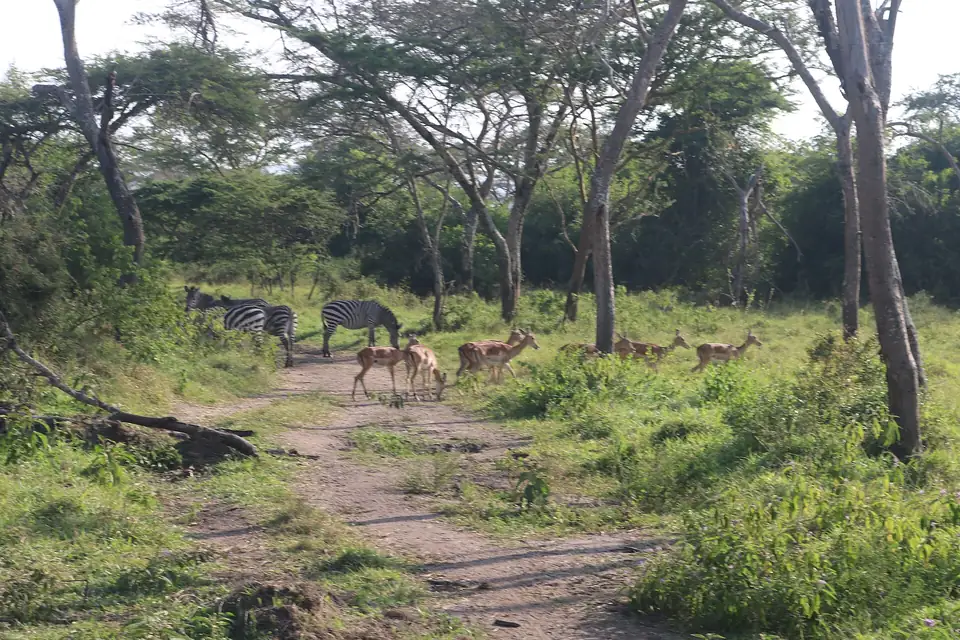 Impala on a woodland trail in Lake Mburo National Park