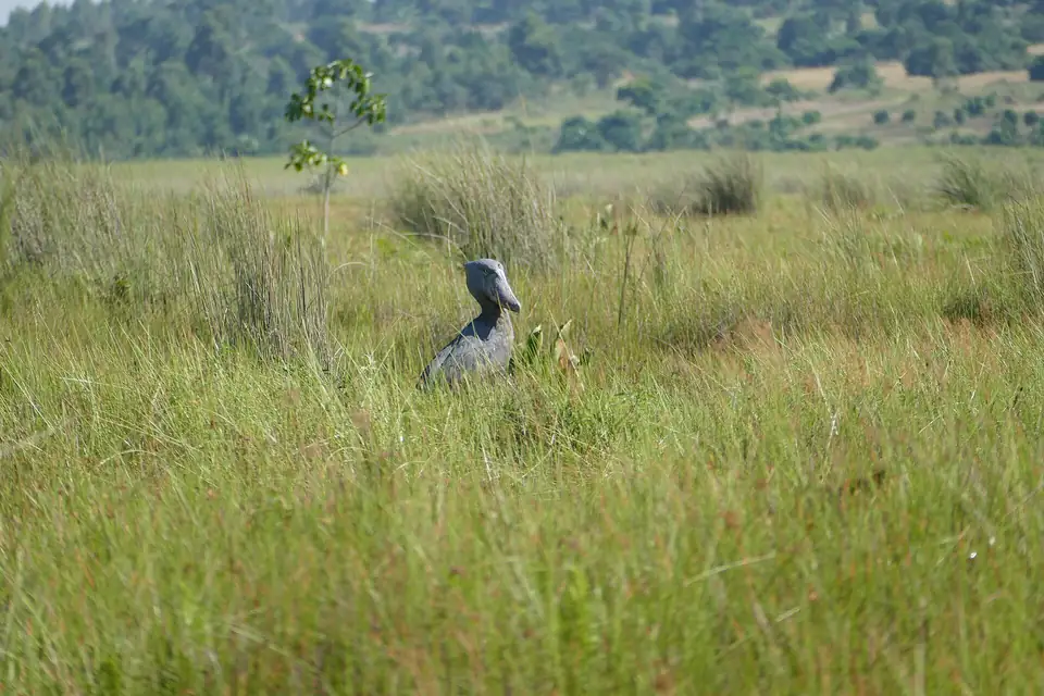 Shoebill standing in the grass at Mabamba wetland