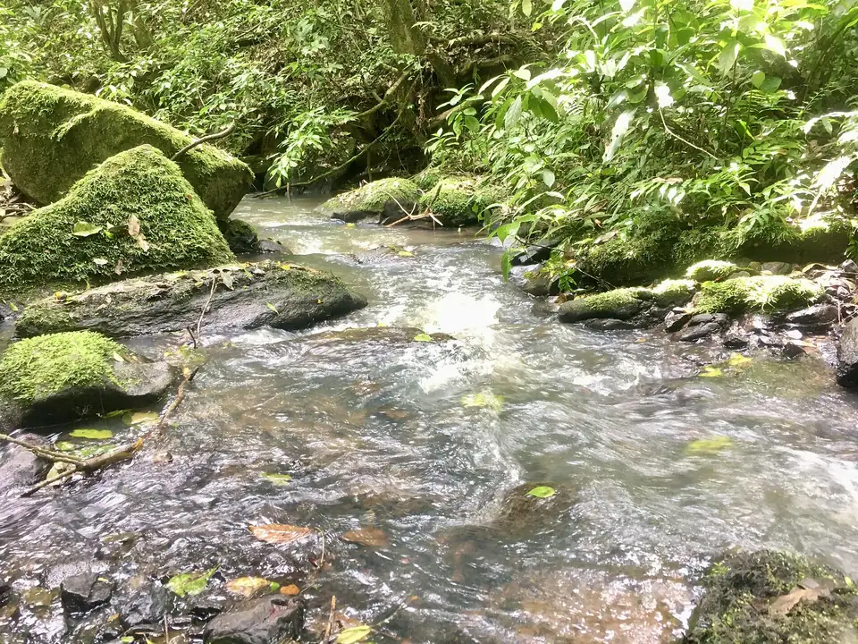 A clear stream running over mossy rocks in Mabira Forest
