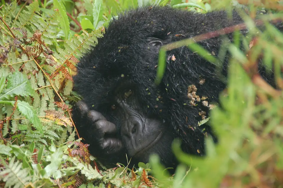Mountain gorilla resting in the vegetation of Mgahinga Gorilla National Park
