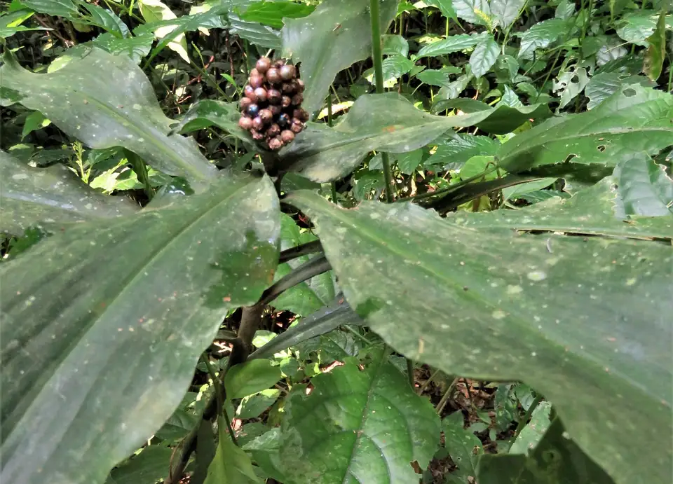 Marble berries (Pollia condensata) growing in Mpanga Forest