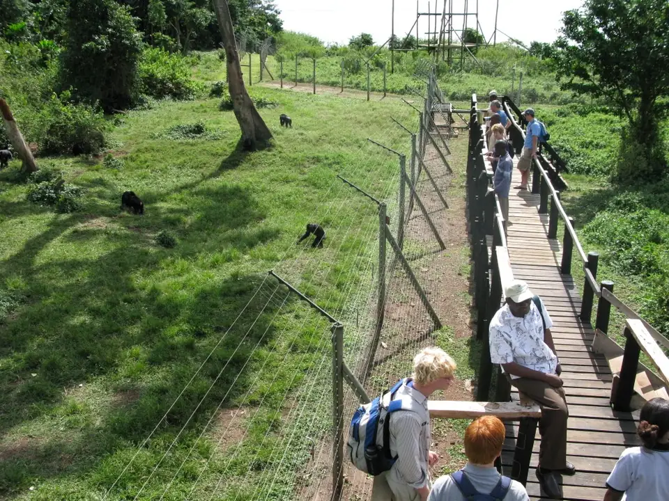 Visitors watching chimpanzees from the viewing platform on Ngamba Island