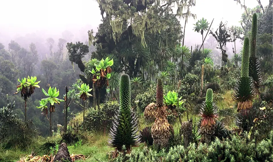 Giant lobelias and groundsels in the misty alpine zone of the Rwenzori Mountains