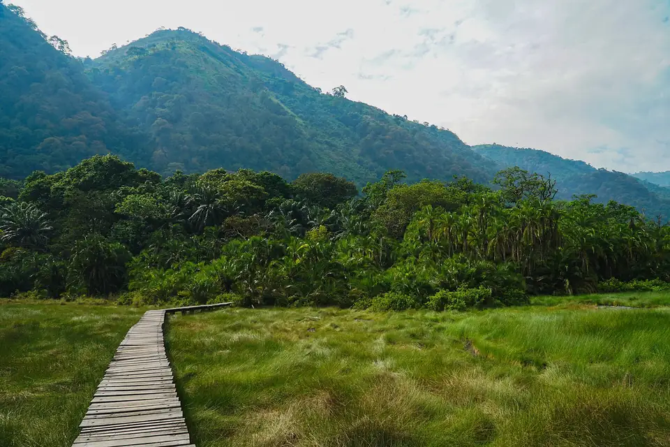 Boardwalk across the grassland below the forested hills of Semuliki National Park