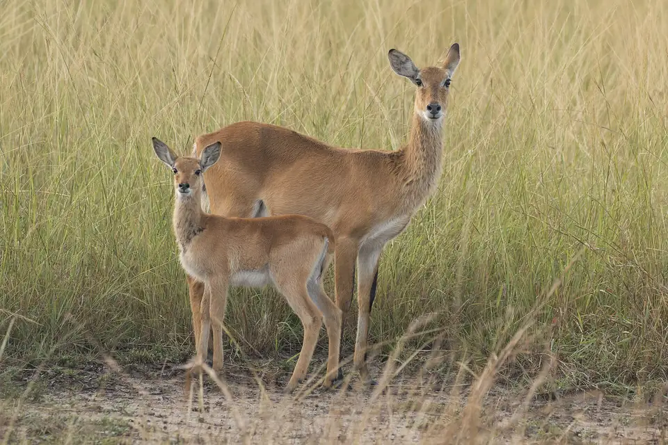 Uganda kob and calf in tall grass