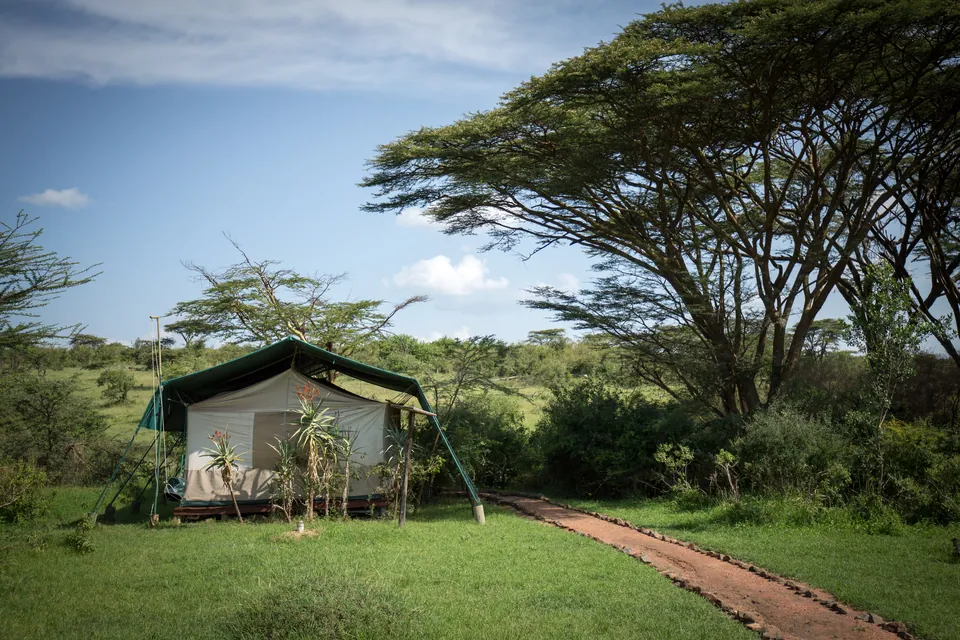 A canvas safari tent on a raised wooden deck among acacia trees