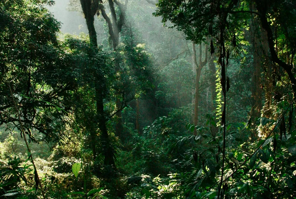 Bwindi Impenetrable Forest, Uganda
